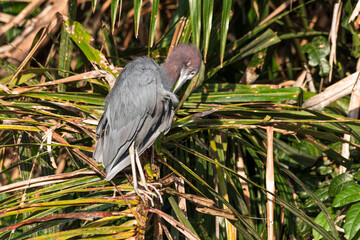 Grey Heron in Costa Rica