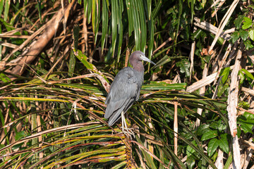 Grey Heron in Costa Rica