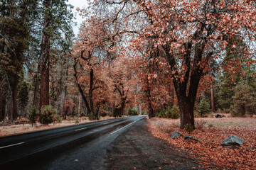 Obraz premium autumn, autumn forest, trees, park, autumn park. nature, yellow tones, walk, walk in the park 