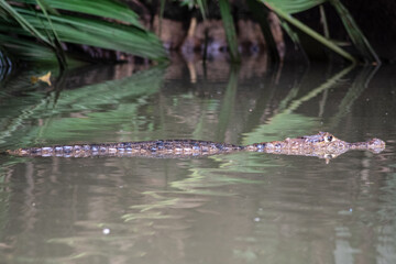 Caiman