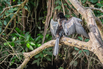 Grey Heron in Costa Rica