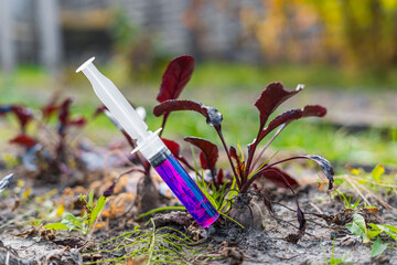 A syringe with a bright pink glowing liquid inserted into a beet growing in a garden bed