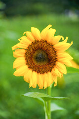 Fototapeta premium Sunflower blooming