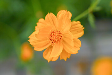 Huang Qiuying small yellow flower