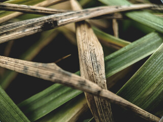 Dying grass in fall