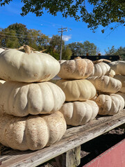 White Pumpkins At Farmstand
