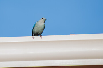 beautiful birds in Costa Rica