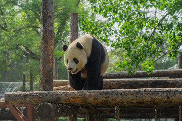 Giant panda walking on wooden frame