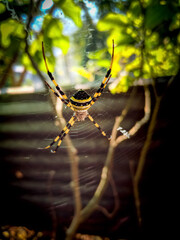 Black and yellow colour spider in the web