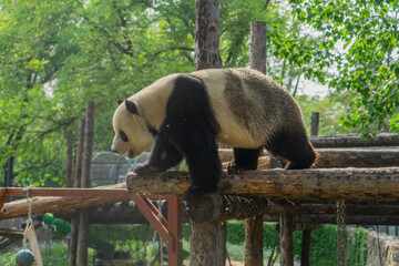 Obraz premium Giant panda walking on wooden frame