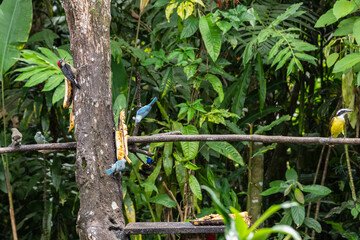beautiful birds in Costa Rica