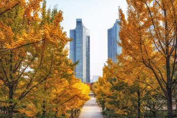 Seoul Forest Gingko tree lane