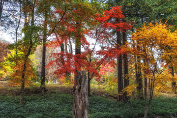 Autumn fall foliage in Nami Island