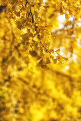 Gingko tree leaves