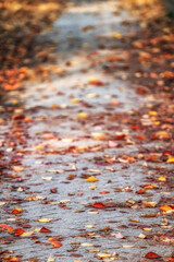 Leaves fallen on a road