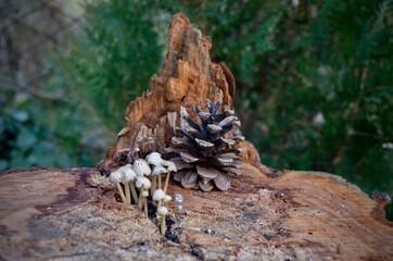 Mushrooms growing on a tree 