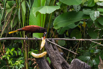 Montezuma oropendola in Costa Rica