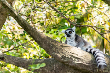 Lemur