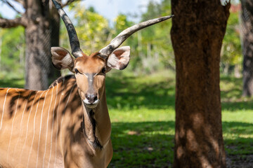 impala in continent