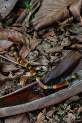 Serpentine Encounter: Amidst sloths in a Costa Rican park, nature unfolds its secrets as a vibrant coral snake gracefully crosses our path