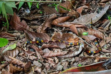 Serpentine Encounter: Amidst sloths in a Costa Rican park, nature unfolds its secrets as a vibrant coral snake gracefully crosses our path