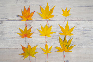 紅葉した色とりどりの葉