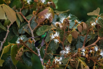 Capturing the delicate ballet of a Costa Rican hummingbird, as it gracefully sips nectar from vibrant blossoms in a symphony of nature's elegance