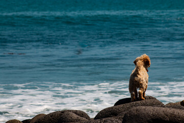 dog on the stones looking at the sea