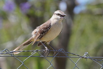 calandria común Mimus saturninus