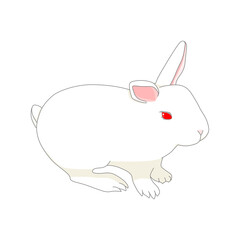白色のウサギ