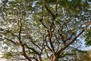 Low angle view of tree trunk to green leaves of big tree in tropical park sunlight. Fresh environment in park. Green plant in summer garden. Forest tree with small leaves.