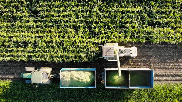 Combine Harvesting Corn on the Fields is Filling Up the Trailer with seed, pulled by a Tractor, Drone