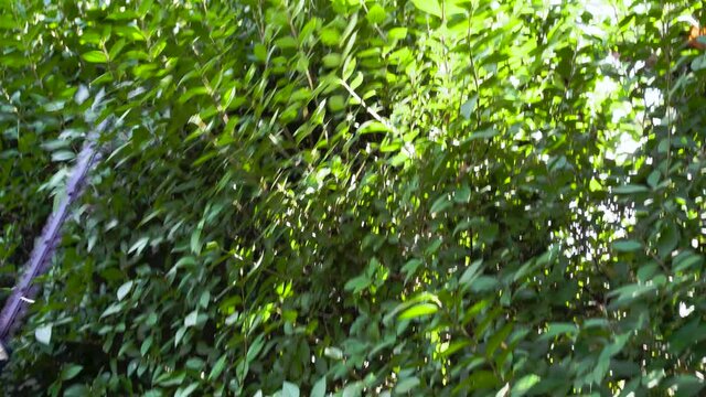 Man using a hedge trimmer to cut a shrub, tracking from an angle