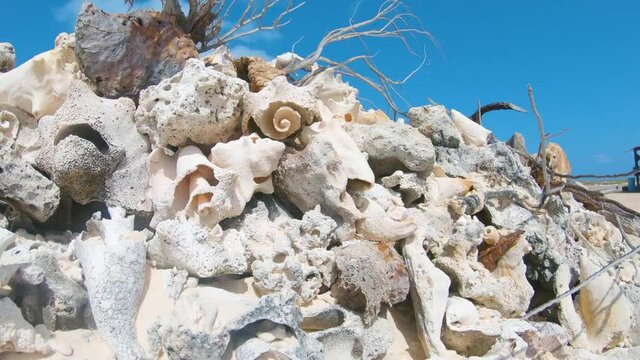 Sea shells Queen Conch at coral beach as background
