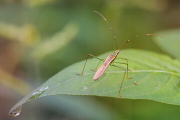 spider on leaf