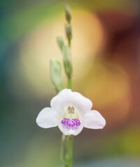 close up of a flower