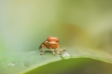 bug on leaf