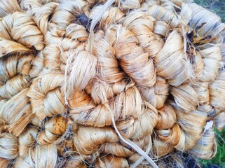 Cultivation of jute in Bangladeshi environmentally friendly production.