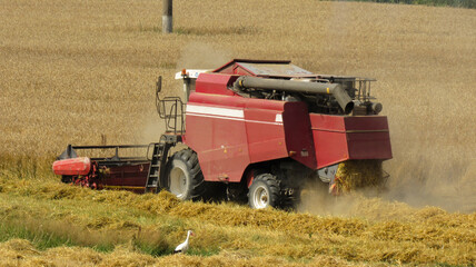 The harvester mows the field. Wheat harvest