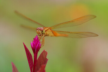 dragonfly on leaf