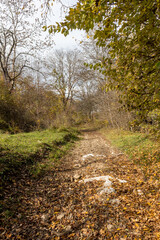 Fototapeta premium Morning in the autumn forest, trees without foliage, against the background of a yellow carpet of autumn leaf fall, close-up.