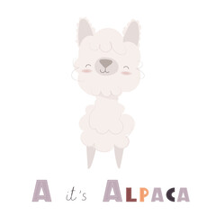 Cute alphabet letter A with cartoon alpaca. Nursery animal themed ABC card for teaching, reading. Vector illustration.