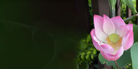 Wide panorama. Graphic design template. Pink lotus flower, dark green background. Space for text. Creative idea. Floral illustration. Art composition. Beautiful bright lotos close up, macro view. 
