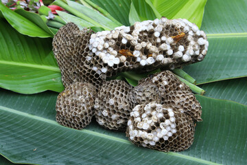 wasp nests