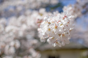 桜