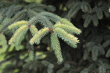 Evergreen spruce tree branch