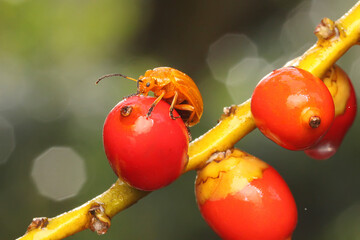 A cucurbit beetle is looking for food in a bush. This insect has the scientific name Aulacophora...