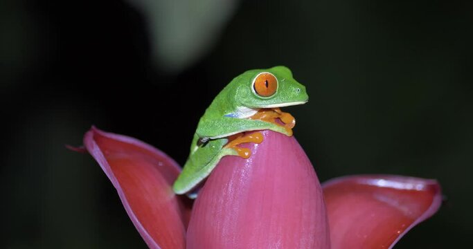 Red eyed tree frog, Agalychnis callidryas, over a platano flower in the rainforest of costa rica