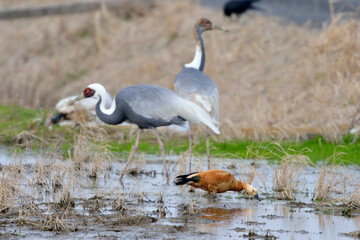 アカツクシガモとマナヅル（鹿児島県・出水市）
