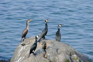 ウミウ（北海道・知床）
